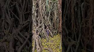 Balete tree  Philippines 🇵🇭 [upl. by Kcirdez]