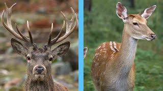 ANTLER VS ANTLERLESS HUNTING What you need to know [upl. by Eisset]