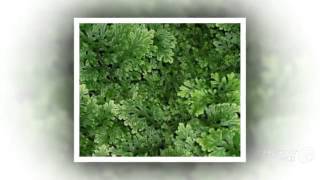 Selaginella  garden plants [upl. by Forsyth]