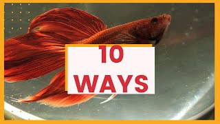 10 ways to tell if a betta fish is dying  Betta fish informational video [upl. by Ricky]