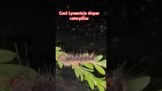 Lymantria dispar caterpillar gypsymoth mothbug bug [upl. by Nehemiah]