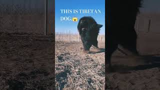 Tibetan MastiffAlso known as DrogKhyi in Tibet loyal and ultimate family guardian protection dog [upl. by Else]