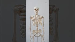 What is your bones colour  facts shortvideo shorts [upl. by Orapma770]