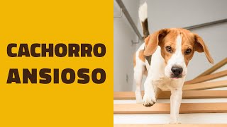 Como ensinar um cachorro a NÃO SER ANSIOSO [upl. by Einahpts]