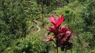 Checking out the Tegalalang rice terraces at Uma Ceking Resto [upl. by Rengaw]