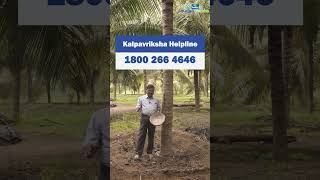 Role of DAP in Coconut Trees [upl. by Halda292]