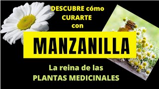 DESCUBRE CÓMO CURARTE CON MANZANILLA La reina de las PLANTAS MEDICINALES [upl. by Suivart]