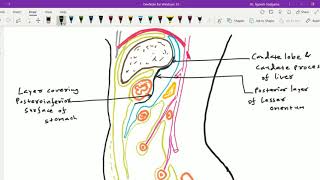 Peritoneal cavity 6  Lesser sac [upl. by Kelley]