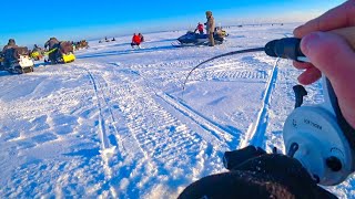 СУДАК В КАЖДОЙ ЛУНКЕ А ПОД ВЕЧЕР БЫЛ ХАПОК Ловля судака на Оби водохранилище Рыбалка 2024 [upl. by Akiemehs283]