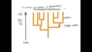 Notes for Megasheet  Punctuated Equilibrium vs Gradualism [upl. by Maia]