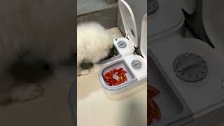 Automatic Pet Feeder for Dogs and Cats shortvideo catlover petfeeder doglover [upl. by Andras]