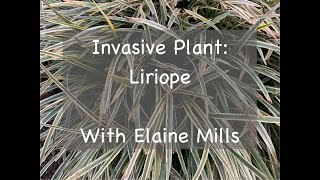 Invasive Plant Liriope [upl. by Clapp]