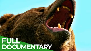 Wildlife  Episode 6 Bears  Free Documentary Nature [upl. by Ecaj]