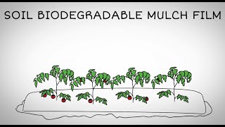 What is soilbiodegradable mulch film [upl. by Pul346]