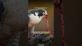 Peregrine Falcon  The Fastest Animal On the Earth [upl. by Ahsehyt163]