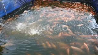 thousands of The Nile tilapia Oreochromis niloticus fish in aquaculture ponds [upl. by Otreblif888]