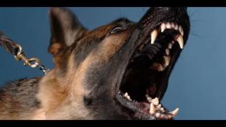 Angry DOG Bark amp Growl Sound Effects [upl. by Mendel726]