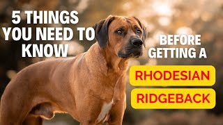 5 Thing You Need To Know Before Getting a Rhodesian Ridgeback [upl. by Darline]