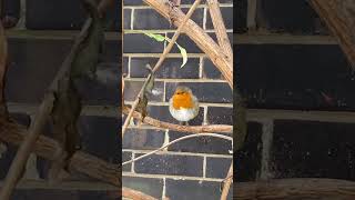 European robin with asymmetrical eyes • [upl. by Oirasan847]