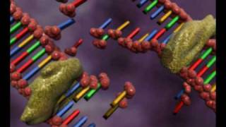 DNA replication animation by interact Medical [upl. by Enitsua]