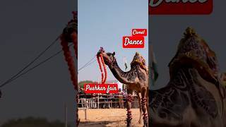 Camel dance pushkarfair trending youtubeshorts like subscribe viralreels share [upl. by Eannej]