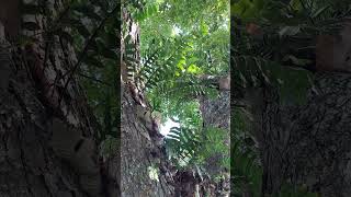 Oakleaf Fern Drynaria quercifolia on Acacia tree ferns tropical plants [upl. by Mroz289]