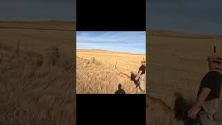 Montana Upland Hunting pheasant dog outdoors nature hunting [upl. by Julee]