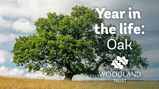 A year in the life of an oak tree  Woodland Trust [upl. by Darwen673]