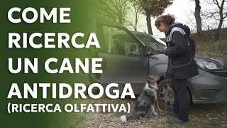 Come ricerca un cane antidroga ricerca olfattiva [upl. by Kendall]