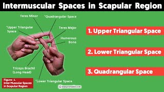 Inter Muscular Space in Scapular Region  Upper amp Lower Triangular Space Quadrangular Space  TCML [upl. by Skurnik]