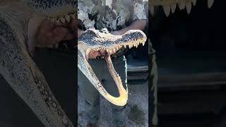 Backyard gator hunt mount is here gatorhunting texas [upl. by Gaylor]