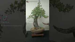 ¡¡Os esperamos en el congreso europeo de bonsai 2024wwwsantimunozbonsaicom [upl. by Kress976]