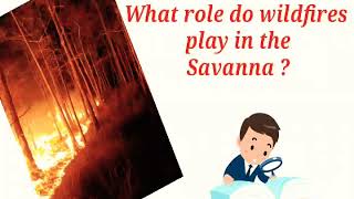 What role do wildfires play in the Savanna   Forest fire [upl. by Ennelram145]