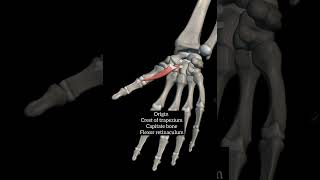 flexor pollicis brevis with origin insertion Nerve supply actions thenar muscleupperlimb anatomy [upl. by Akihdar]