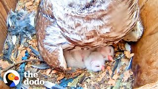 Watch These Baby Owls Hatch and Learn to Fly  The Dodo [upl. by Laerol]