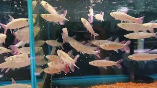 Chalceus epakros 粉紅平克wildfish悠遊魚坊yoyofishroom [upl. by Tommie]