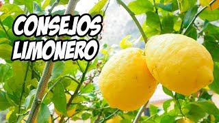 Top 7 Consejos para Cultivar LIMONEROS 🍋  La Huerta de Ivan [upl. by Anrim]