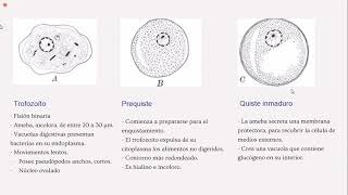 Parasitología  Entamoeba Coli [upl. by Nelan]