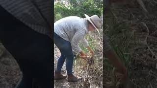 Our 2024 garlic harvest in 60 seconds australianhomestead 12acresfarm vegetablegarden [upl. by Marpet]