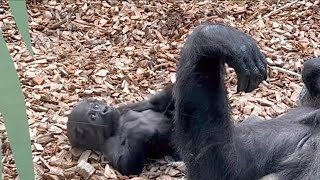 Adorable baby gorilla and her unaffectionate mother [upl. by Narrat21]