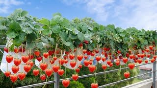 Dream Strawberry Garden Simple And Easy Strawberry Growing Big Sweet Lots of Fruits [upl. by Oriel]