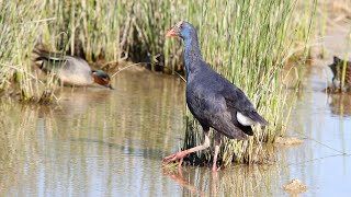 Purple Swamphen [upl. by Ellehsim]