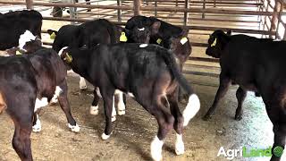 Calves at Enniscorthy Mart [upl. by Giuseppe]