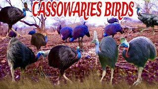 THE MOST DANGEROUS BIRD IN THE WORLD CASSOWARIES cassowary bird amazinganimals birdspecies [upl. by Atirak]