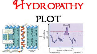 Hydropathy plot [upl. by Mattie]