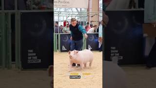 Pig Whacking WTF  Ozzy Man Quickies [upl. by Gerardo815]