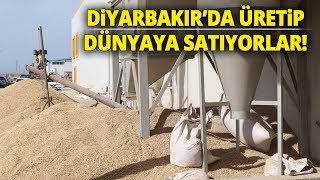 Diyarbakır’dan Dünyaya Tohum İhracatı [upl. by Ylesara]