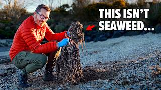 The Most DISGUSTING BEACH In Northern Ireland Hidden for 50 years [upl. by Olrak]