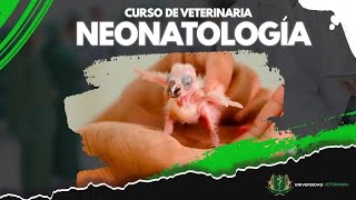 NEONATOLOGÍA EN LA VETERINARIA  CLASE 03 [upl. by Annavahs]