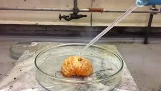 Strongest Acid in the world Carborane Superacid vs an Orange [upl. by Leor]